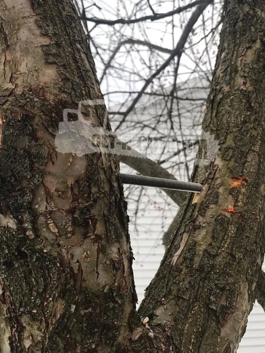 tree cable bracing img 2