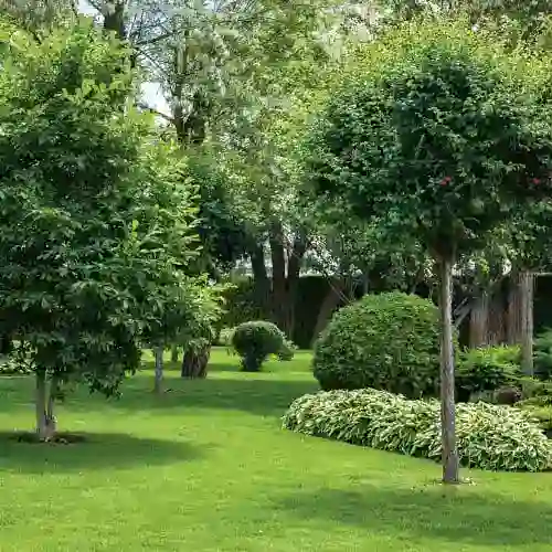 tree health in backyard1