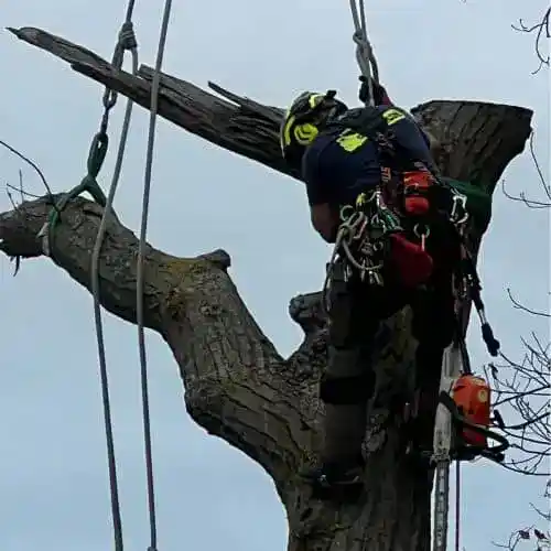tree removal img (1