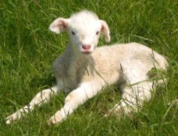 Soft white lamb lying in green grass, ideal for wool yarn and fiber arts, showcasing natural sheep wool for knitting and crafting.