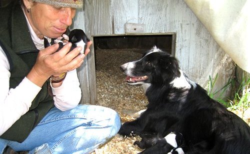 A person holding a tiny black and white puppy near the mouth, with a black and white dog lying down outside a doghouse, in a rustic outdoor setting.