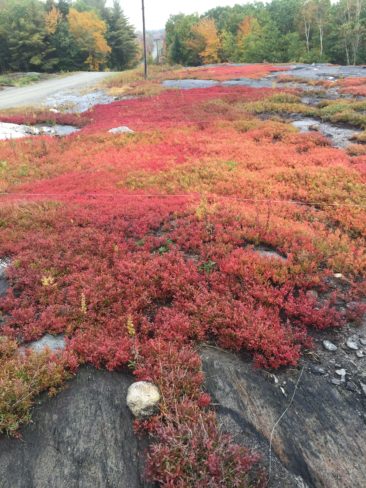 Vibrant red and pink ground cover plants on rocky terrain during autumn, showcasing colorful wool and yarn inspiration from Seacolors Yarnery at Wool.