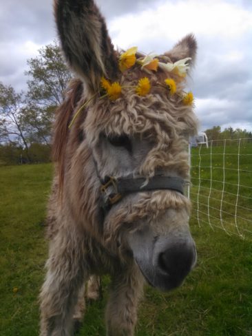 Hippopotamus with floral crown of yellow and white flowers, showcasing wool texture, outdoors on green grass during cloudy weather, emphasizing natural and eco-friendly fibers.