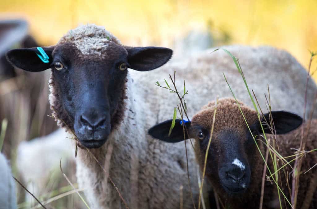 Black sheep and lamb with woolly coats in a pasture, showcasing natural wool fiber, sustainable sheep farming, and eco-friendly yarn sourcing for textile and craft projects.
