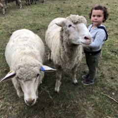 White sheep with thick wool standing on grass, child with curly hair petting sheep, farm animals, wool yarn inspiration for Seacolors Yarnery, wool craft products, sustainable fiber sourcing in textile industry.
