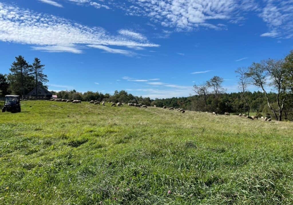 Vast green pasture with grazing sheep under a bright blue sky and wispy clouds, featuring a rural landscape with trees and a house, ideal for natural wool sourcing and sustainable yarn production.
