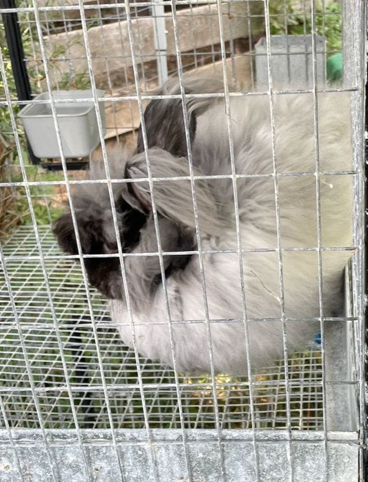 Black and white rabbit behind wire mesh in outdoor enclosure, showcasing natural pet habitat, cozy and playful rabbit environment.