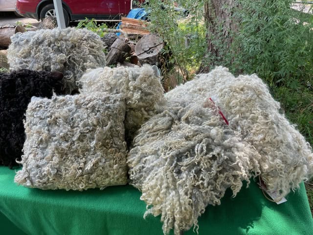 Soft, curly wool yarn samples from SeaColors Yarnery, perfect for knitting and crochet projects, showcasing natural, sustainable fibers with vibrant color options.