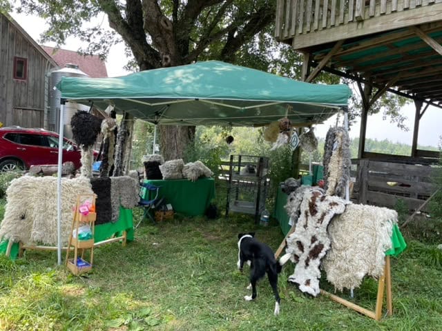 Soft wool yarns displayed at Seacolors Yarnery outdoor stall, showcasing natural textures and color variations perfect for knitting and crochet projects. Ideal for wool enthusiasts seeking quality fibers.