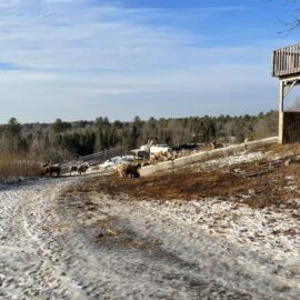 Colorful wool yarn on display at Seacolors Yarnery, a vibrant destination for high-quality hand-dyed yarns and knitting supplies in a scenic rural setting.