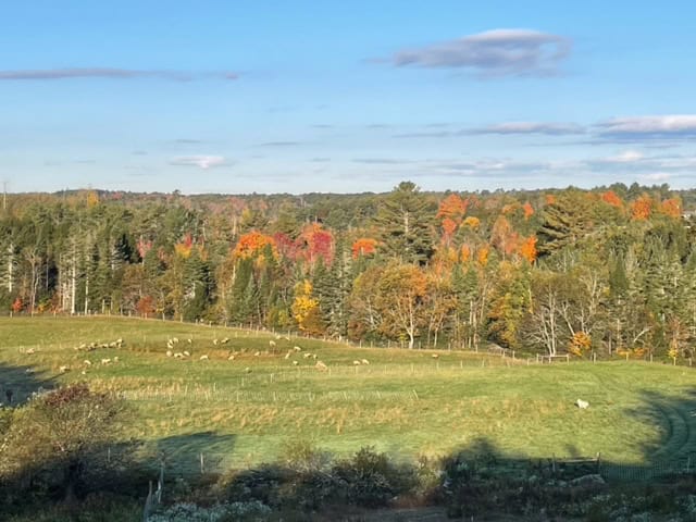 Vibrant autumn landscape with colorful fall foliage, green meadows, and grazing sheep, showcasing natural beauty and serene countryside scenery perfect for yarn and textile inspiration.