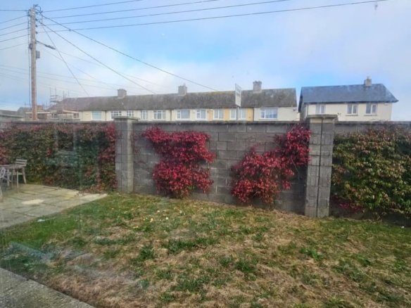 Garden wall with red ivy and green hedge, residential neighborhood backdrop.