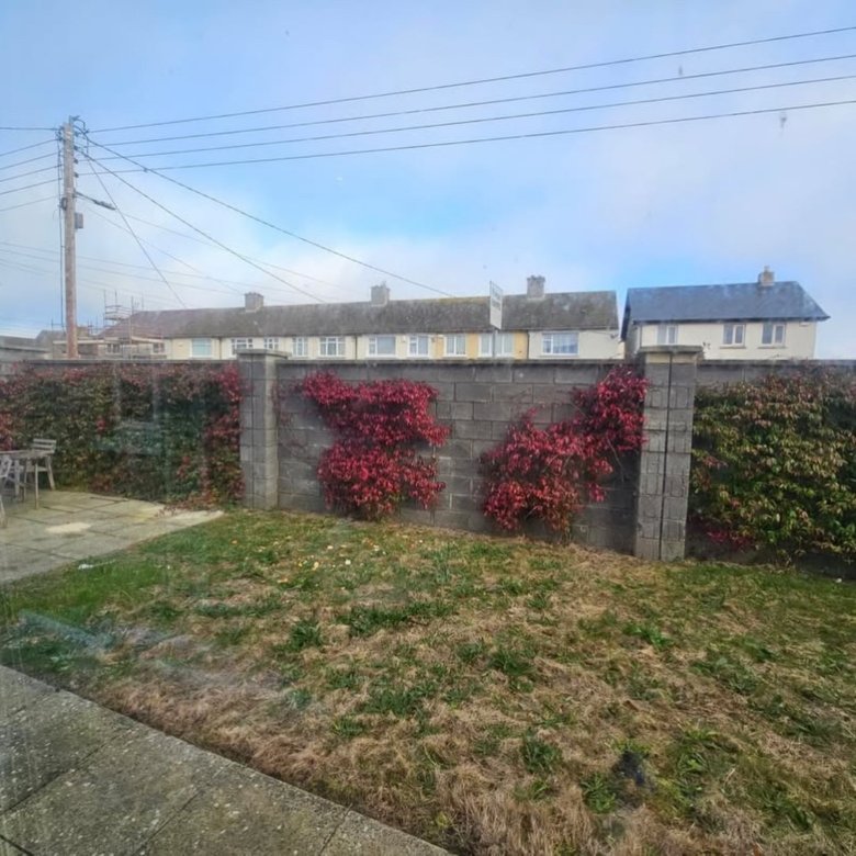 Garden wall with red ivy and green hedge, residential neighborhood backdrop.