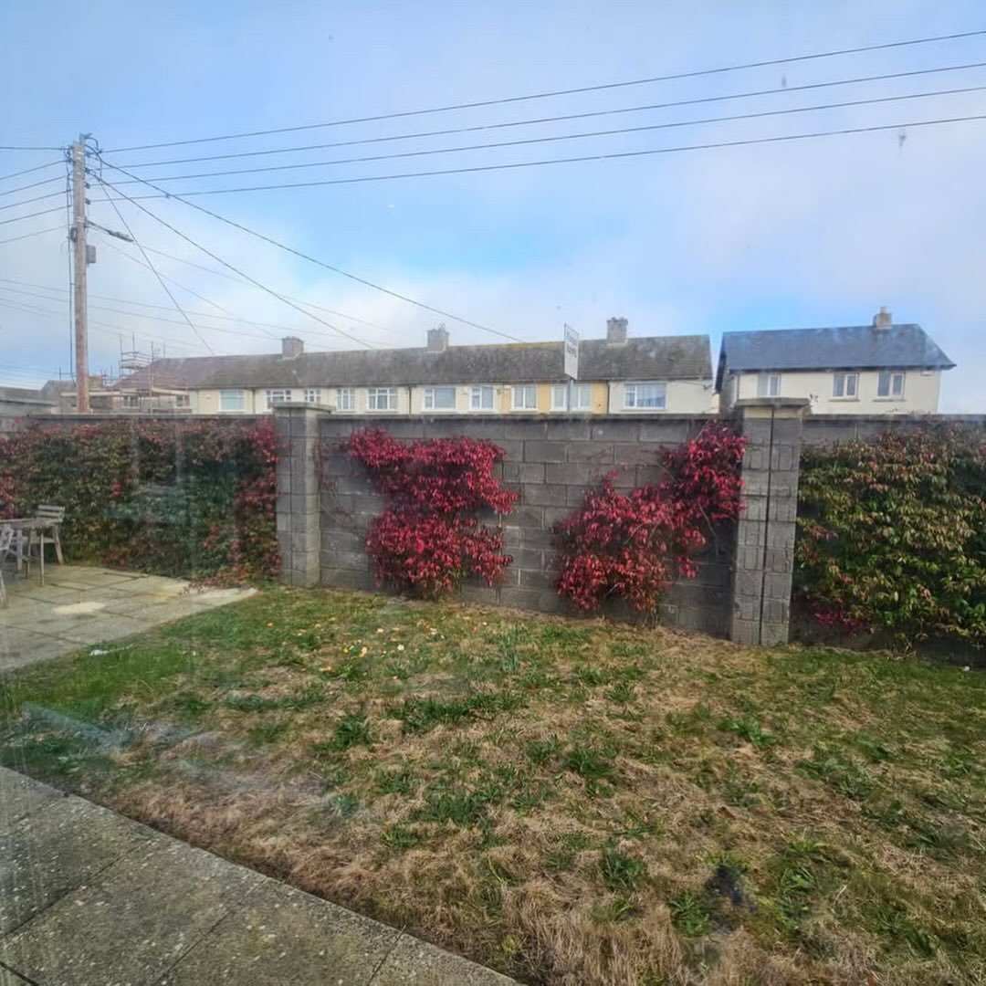 Garden wall with red ivy and green hedge, residential neighborhood backdrop.