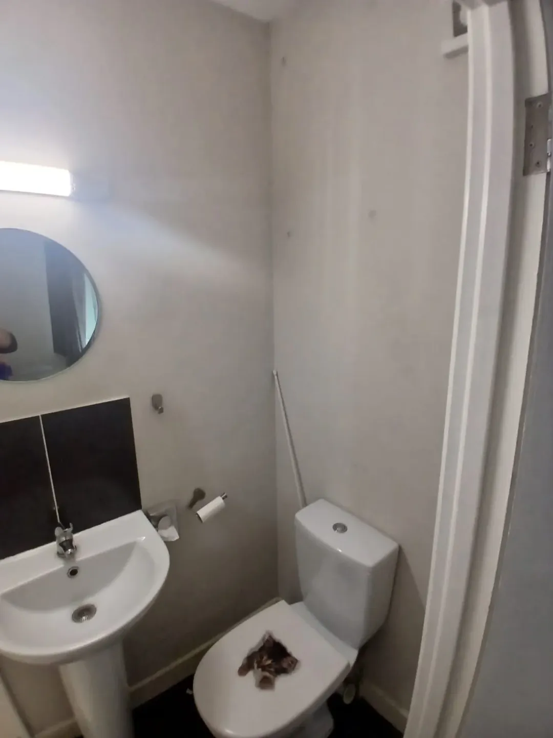 Small bathroom with toilet, sink, mirror, and a cat on the toilet seat.