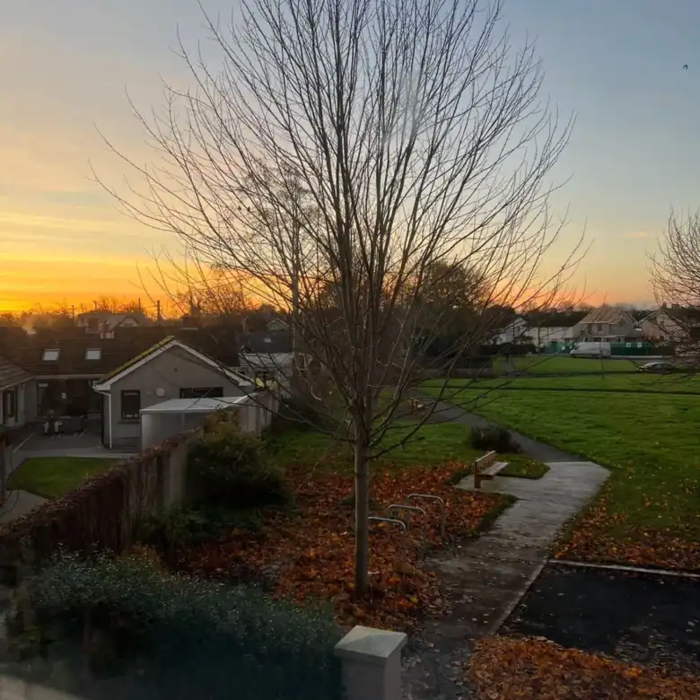 Bare tree at sunset in a neighborhood park with fallen leaves and houses.