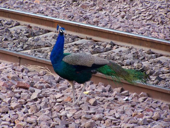 Production Company in India