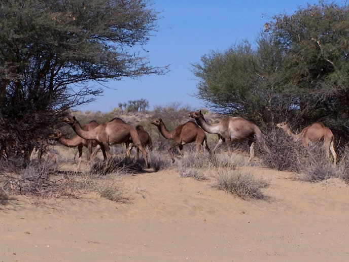 Production Company in India