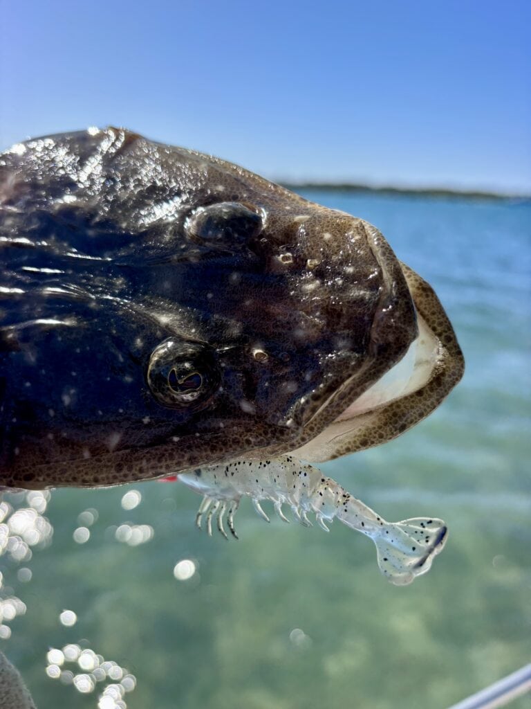 Ecogear ZX40 lures-The complete guide to catching heaps of estuary