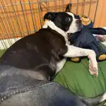 Chi Chi, a 3yo Boston Terrier recovering after surgery GCNN Good Citizen News Network goodcitizennewsnetwork.com News That's Not Fake