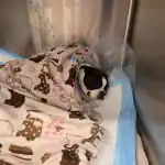 Chi Chi, a 3yo Boston Terrier recovering after surgery GCNN Good Citizen News Network goodcitizennewsnetwork.com News That's Not Fake
