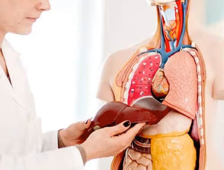 Medical model showing liver and digestive system for cirrhosis awareness.