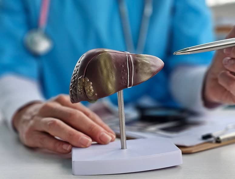Medical model of a human liver on a stand with a doctor in background.