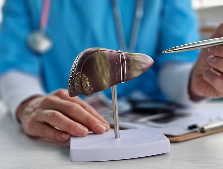 Medical model of a liver used for educational purposes in a clinical setting.
