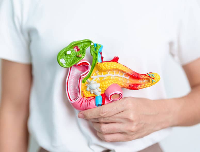 Colorful 3D model of the human digestive system showing organs.