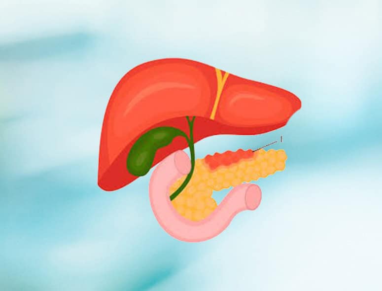 Illustration of the pancreas, liver, and digestive system organs.