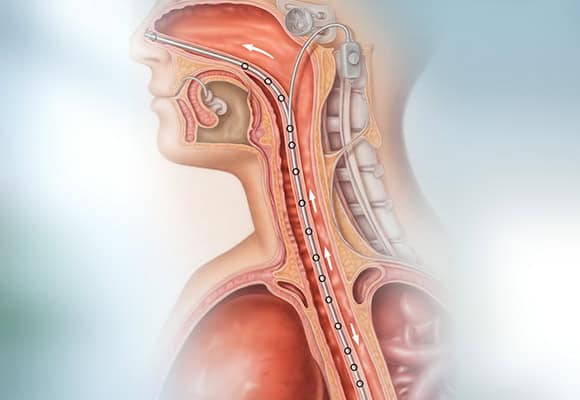 Detailed medical illustration of the human digestive and respiratory system.