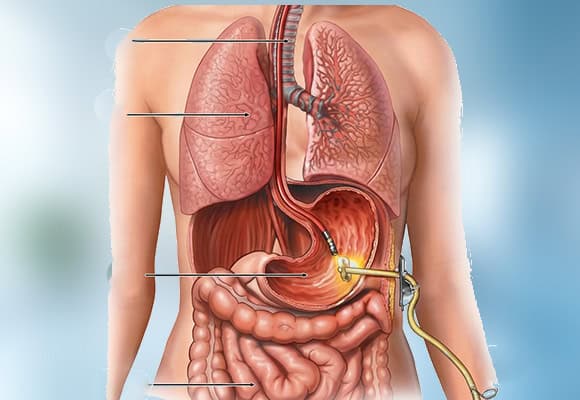 Detailed medical illustration of human lungs, stomach, and intestines.
