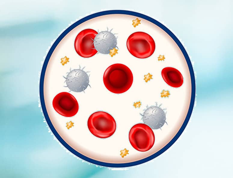 Illustration of blood cells and immune cells in the bloodstream.