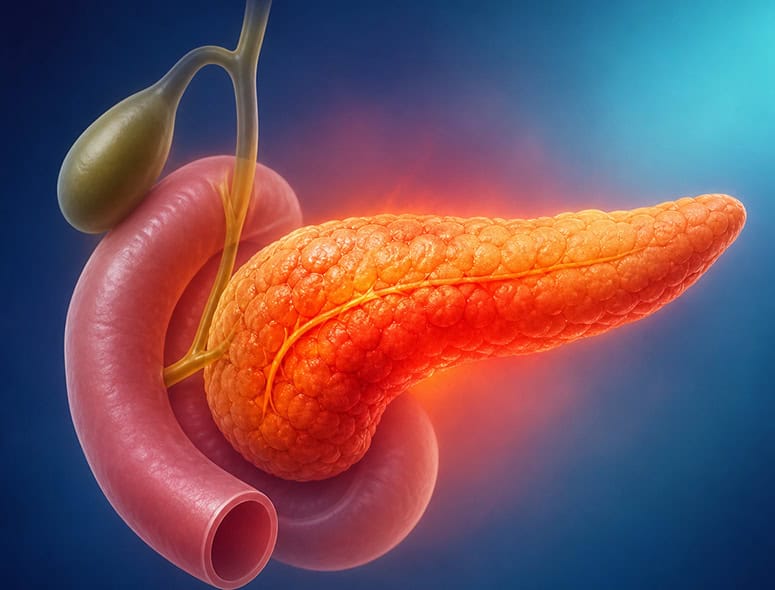 Detailed illustration of the pancreas, stomach, and bile duct system.