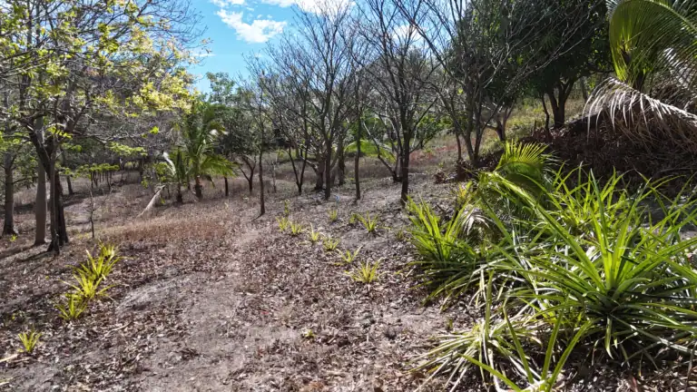 Finca con Quebrada y Casas en Venta en Los Naranjales de El Escobio, Liberia, Guanacaste