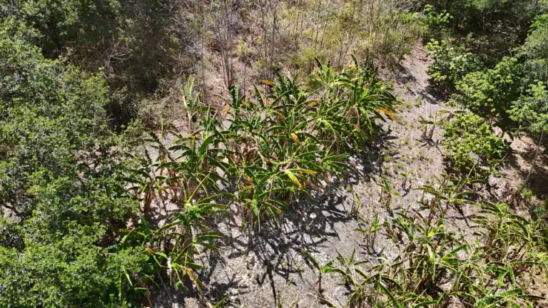 Finca con Quebrada y Casas en Venta en Los Naranjales de El Escobio, Liberia, Guanacaste