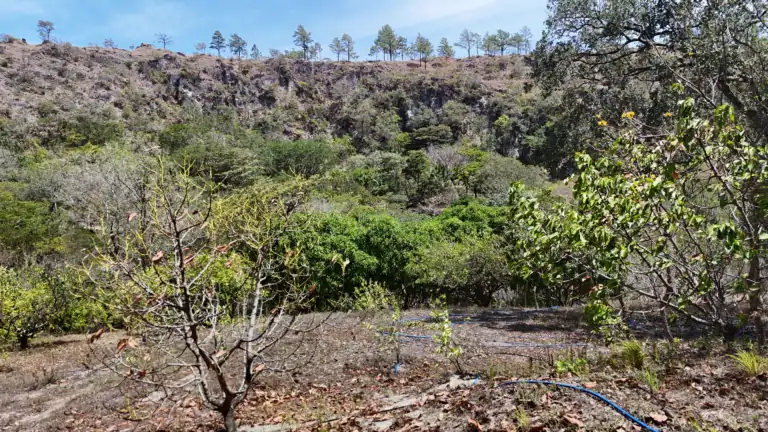 Finca con Quebrada y Casas en Venta en Los Naranjales de El Escobio, Liberia, Guanacaste