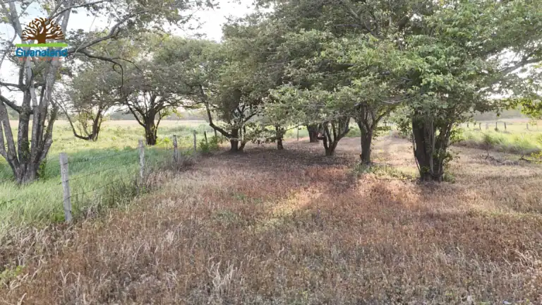 Dentro del lote 1