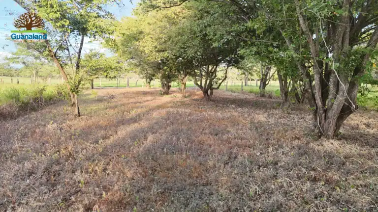 Dentro del lote 2