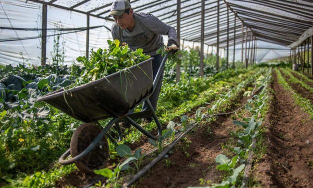 En la UNLP trabajan para disminuir los desperdicios de alimentos del cinturón hortícola platense