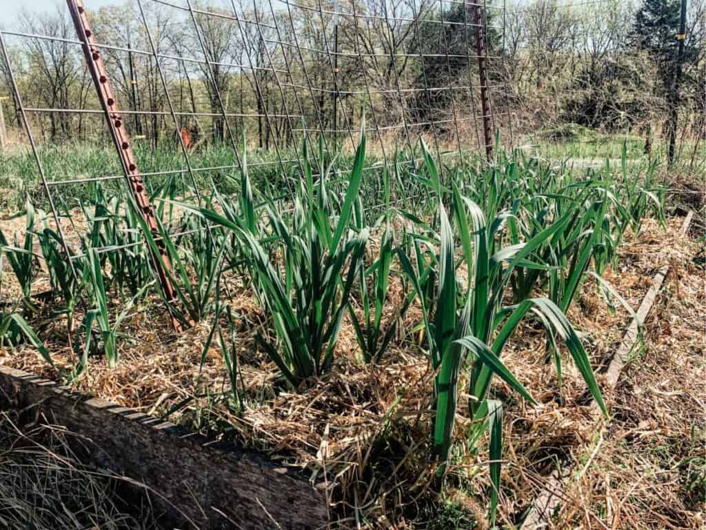 garlic planted in a raised bed