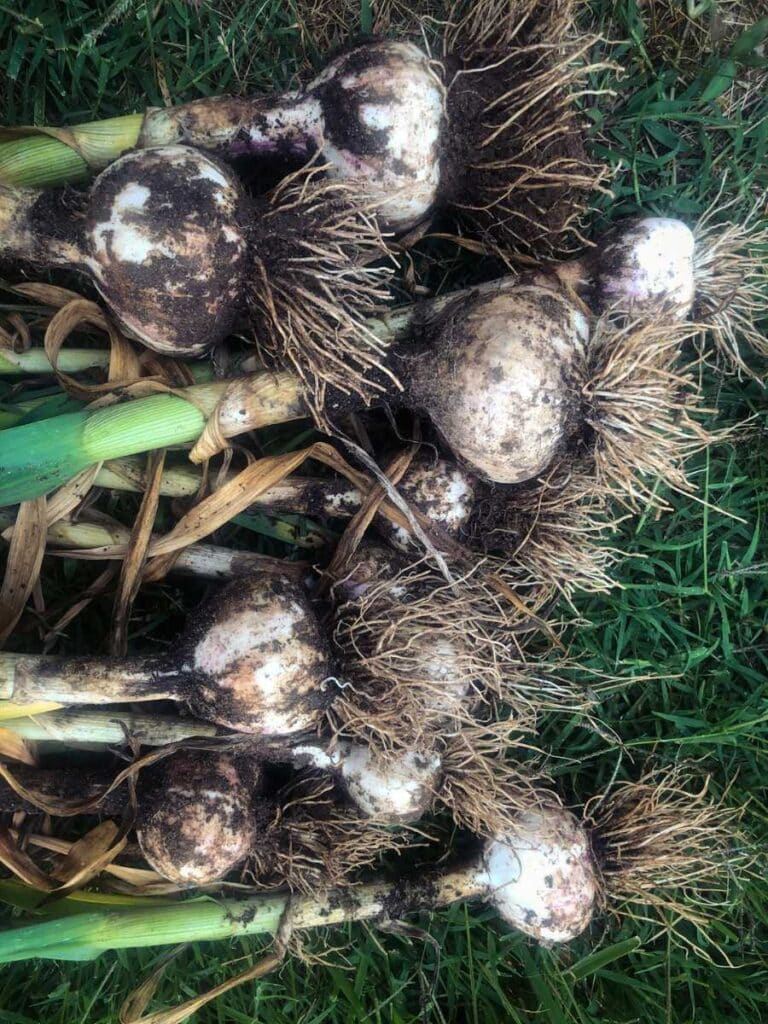 pile of garlic on the ground