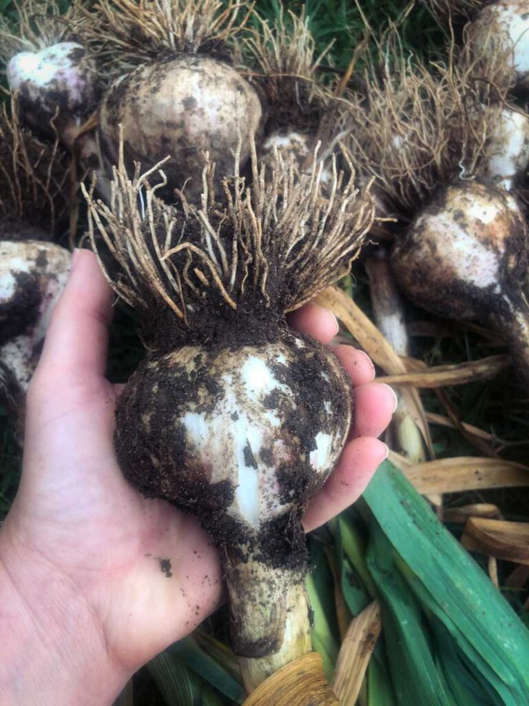 hand holding a big head of garlic