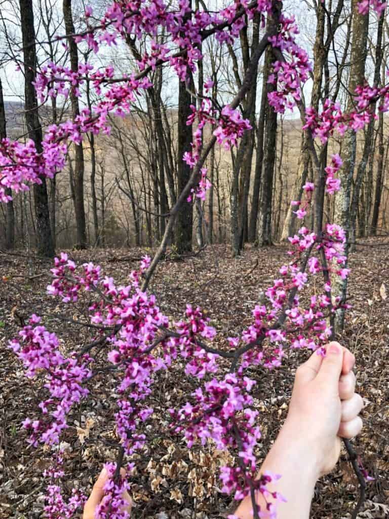 hand picking redbud flowers off a branch on a tree
