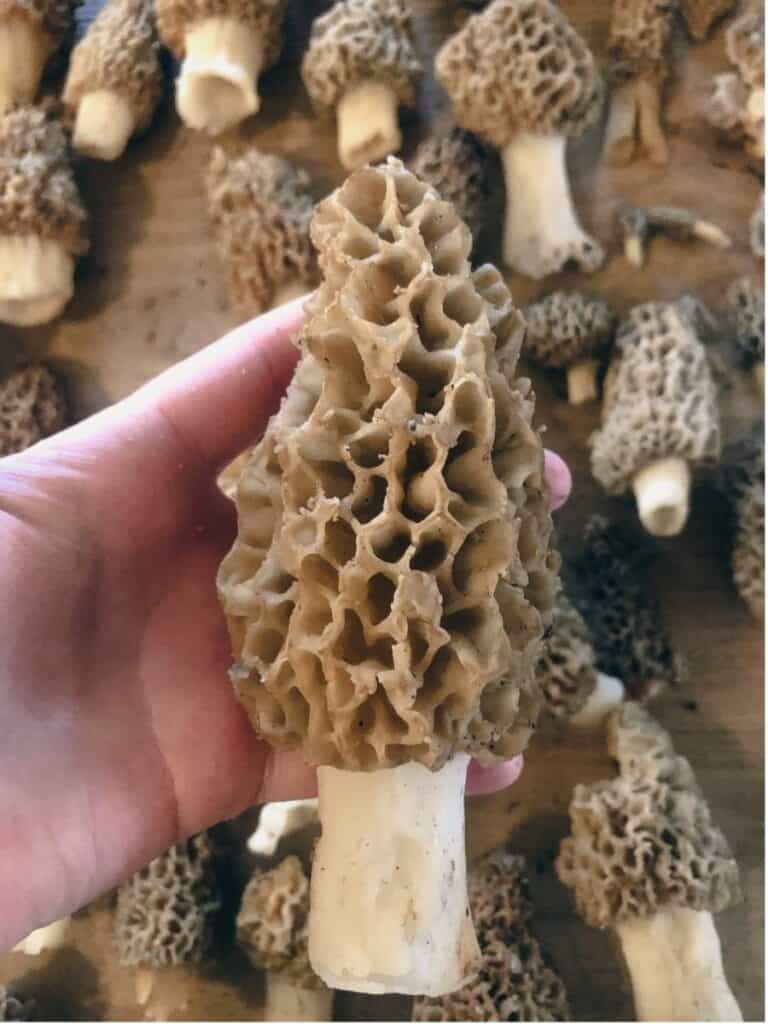 hand holding a giant morel