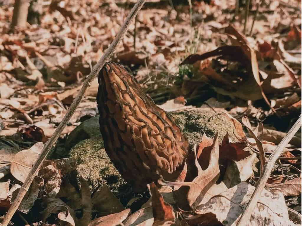 nice black morel mushroom
