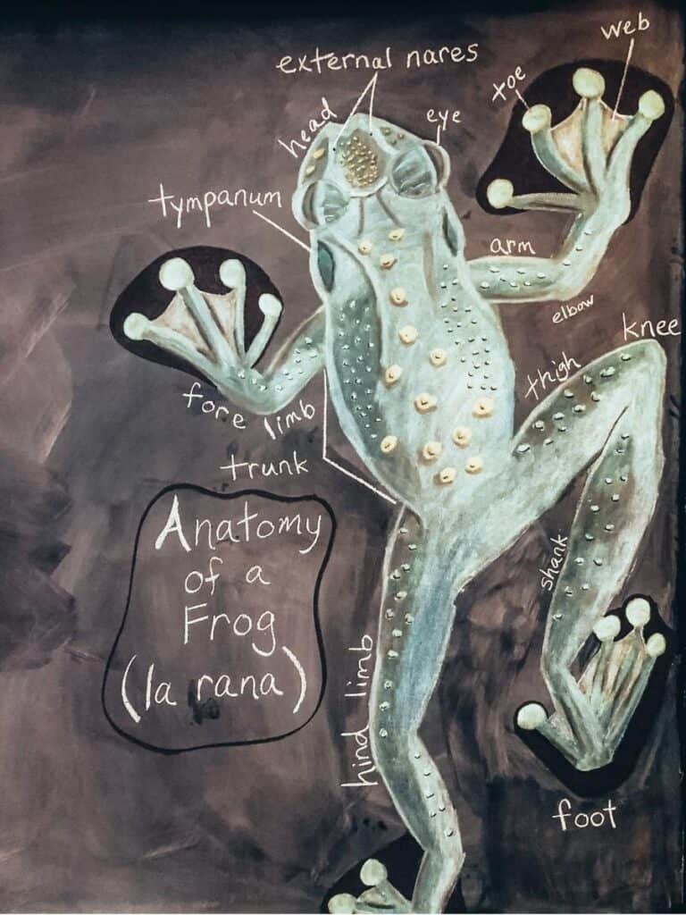 chalk pastel drawing of frog anatomy
