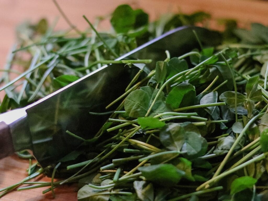 cutting mint and clover on a cutting board