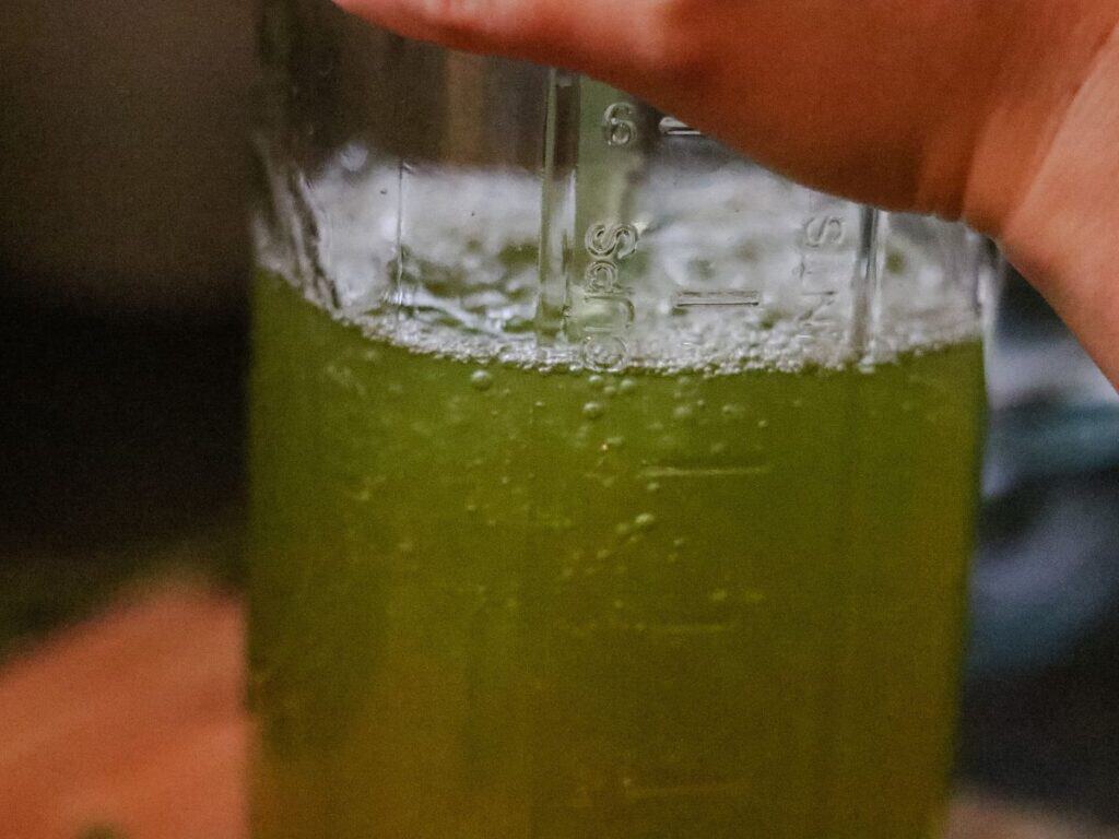 making mint and clover tea