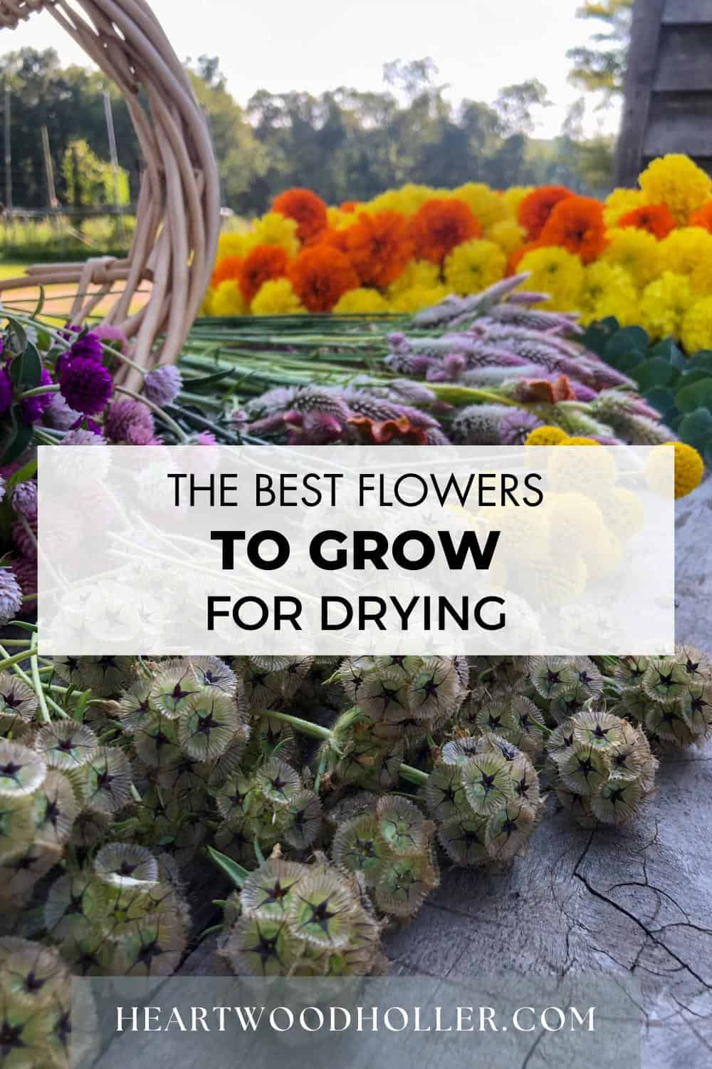 pinterest pin image of the best flowers to grow for drying
